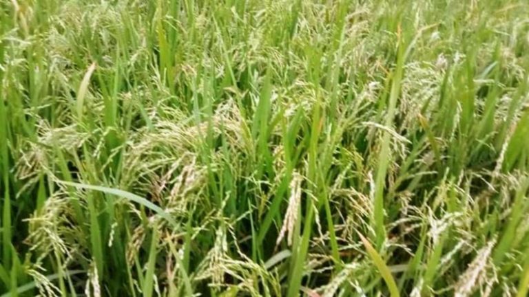 জয়পুরহাটের মাঠ জুড়ে বোরো ধানের বাম্পার ফলন