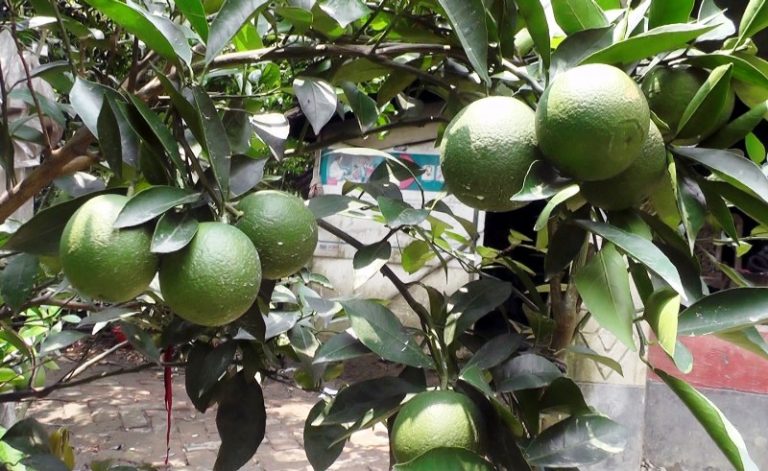 নড়াইলে বাড়ির আঙিনাতে মিশ্র ফলবাগান করে লাখোপতি কৃষক
