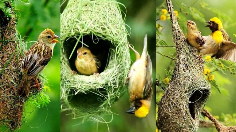 চারশ’ বাবুই পাখির জন্য কৃষকের ভালোবাসা