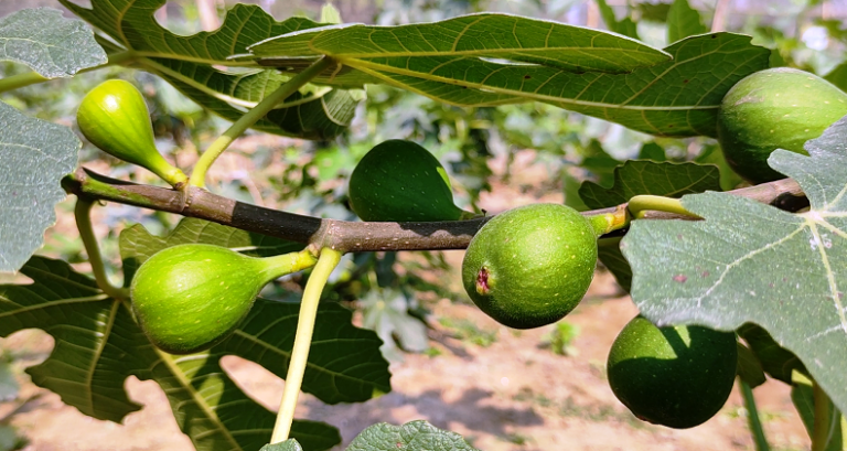 ঠাকুরগাঁওয়ে চাষ হচ্ছে মরুভূমির ত্বীন ফল