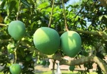 সাতক্ষীরায় আম সংগ্রহের সময়সূচি ঘোষণা